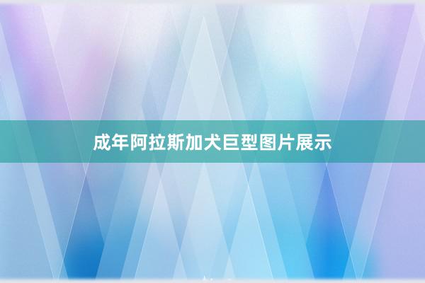 成年阿拉斯加犬巨型图片展示